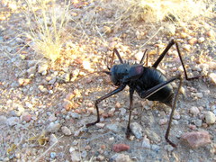 Acanthoplus longipes