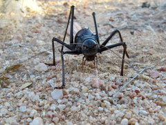 Acanthoplus longipes