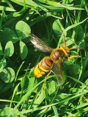 Vespa crabro