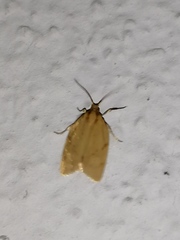 Clepsis pallidana
