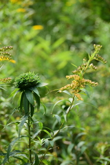 Rhopalomyia capitata