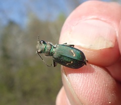Cicindela purpurea