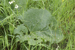 Crambe cordifolia
