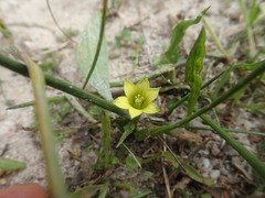 Romulea flava minor