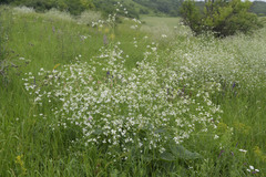 Crambe cordifolia