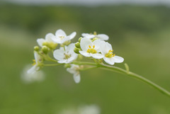 Crambe cordifolia