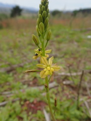 Bulbine alooides