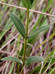Ruellia hapalotricha