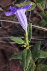 Ruellia hapalotricha