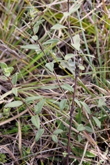 Ruellia hapalotricha