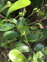 Putterlickia verrucosa