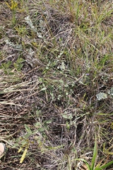 Ruellia hapalotricha