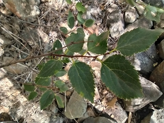 Celtis planchoniana