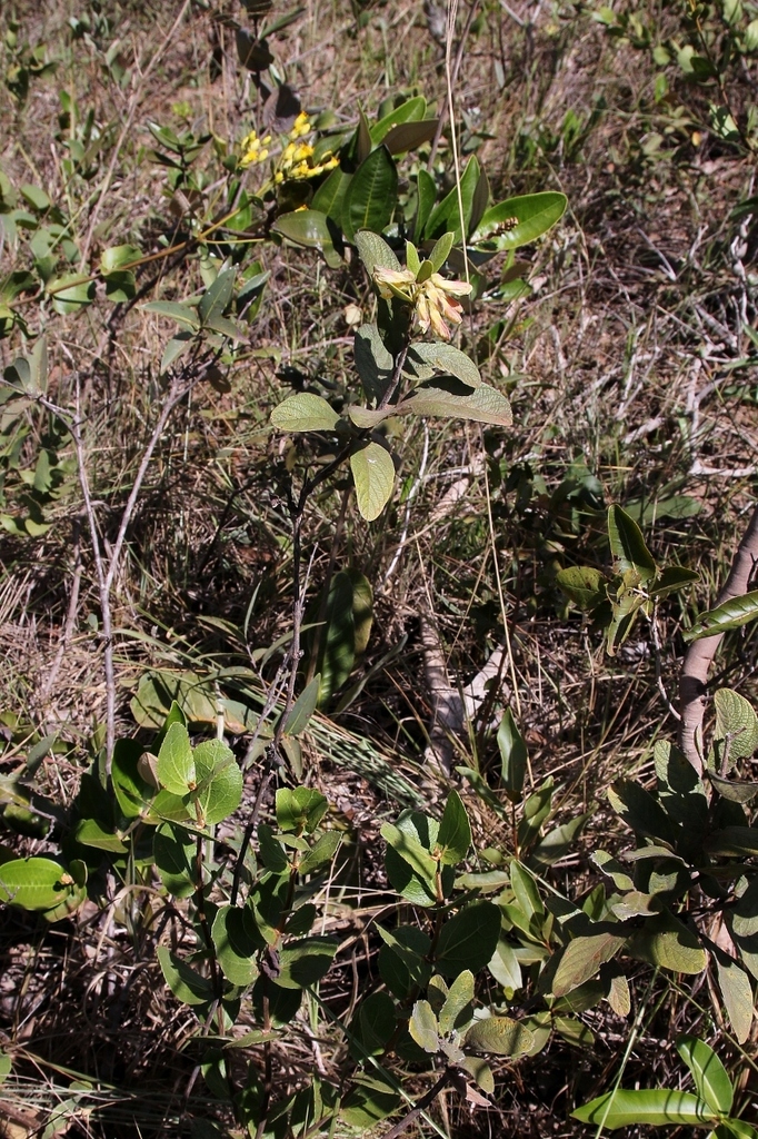 Eriosema congestum