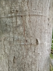 Celtis planchoniana