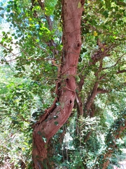 Celtis planchoniana