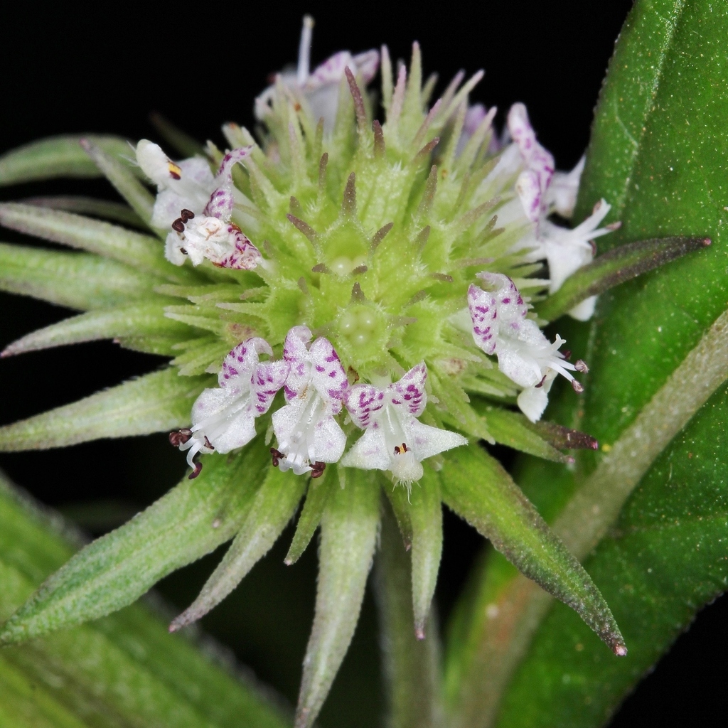 Hyptis longifolia