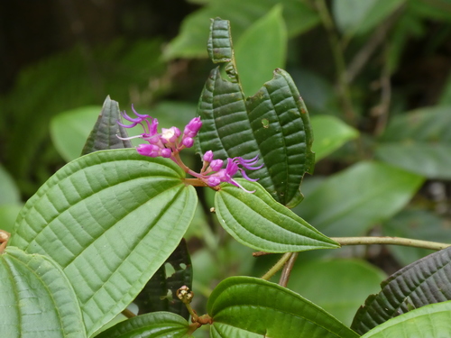 Image of Blastus pauciflorus by (c) Aaron Liston, some rights reserved (CC BY)