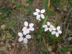 Adenandra marginata