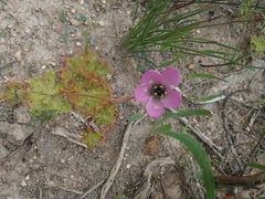 Drosera pauciflora