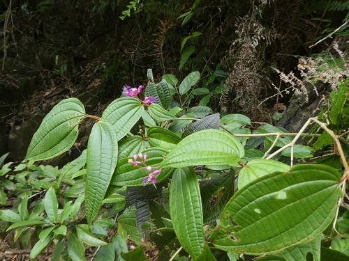 Image of Blastus pauciflorus by (c) Aaron Liston, some rights reserved (CC BY)