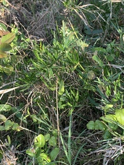 Asparagus falcatus