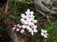 Adenandra marginata