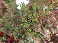 Adenandra marginata