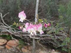 Podalyria microphylla