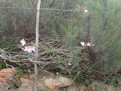 Podalyria microphylla