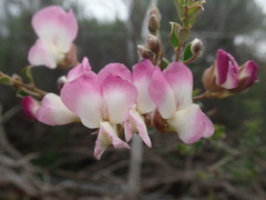Podalyria microphylla