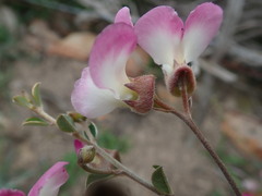 Podalyria microphylla