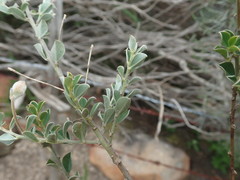 Podalyria microphylla