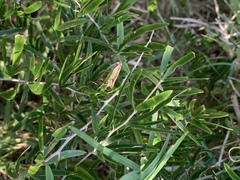 Asparagus falcatus