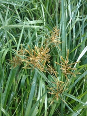 Cyperus esculentus leptostachyus