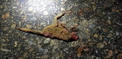 Bufo stejnegeri