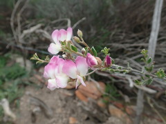 Podalyria microphylla