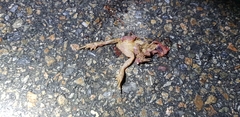 Bufo stejnegeri