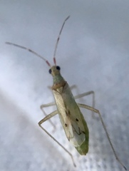 Dicyphus epilobii