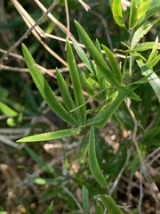 Asparagus falcatus