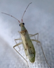 Dicyphus epilobii