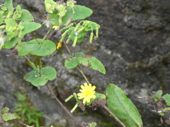 Crepidiastrum denticulatum
