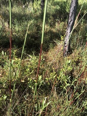 Andropogon cabanisii