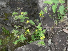 Crepidiastrum denticulatum