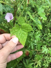 Ipomoea × leucantha