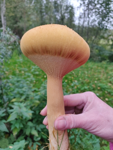 Golden Cap