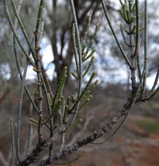 Casuarina pauper