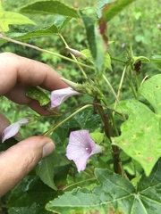 Ipomoea × leucantha
