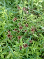 Cyperus pseudovegetus