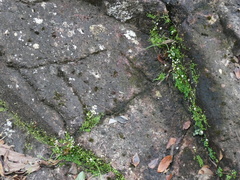 Utricularia striatula